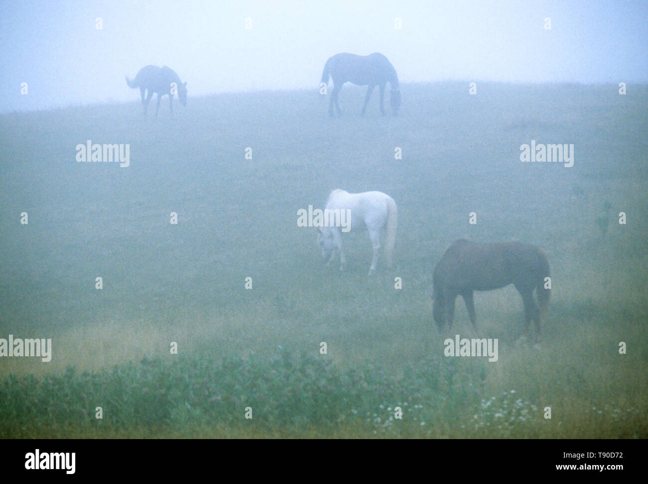 Horses grazing in the fog - Martha's Vineyard, Massachusetts, USA Stock Photo