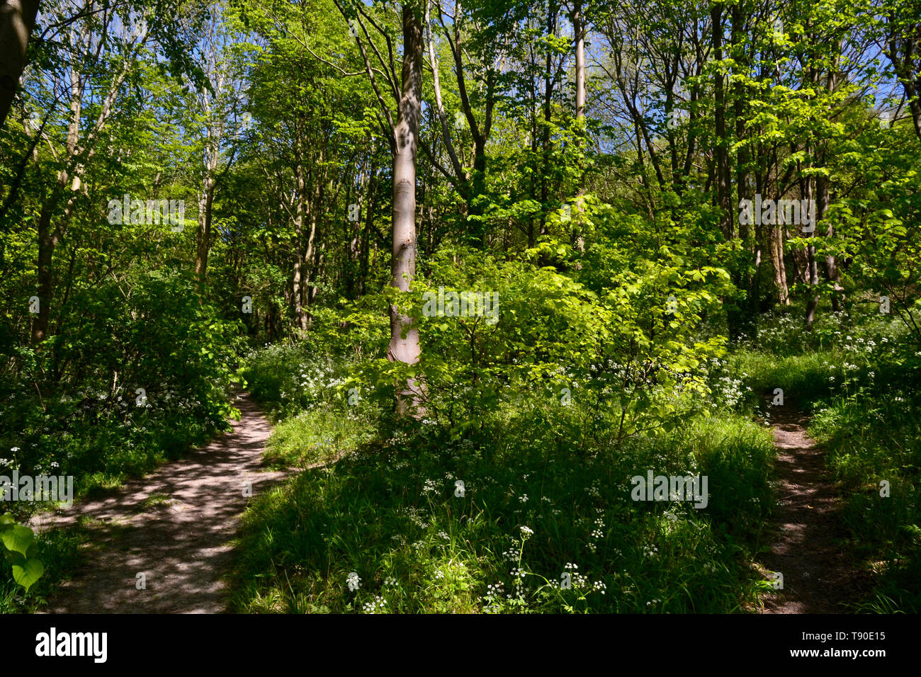 Brush Hill Nature Reserve, Princes Risborough, Buckinghamshire, UK Stock Photo