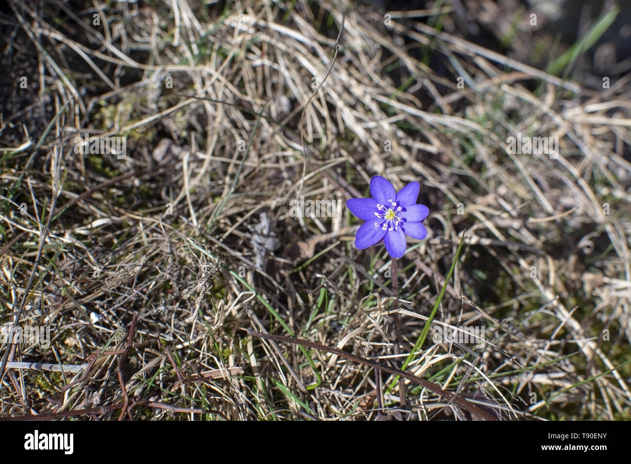 Blue springflower Hepatica in old hay grass in April. Stock Photo