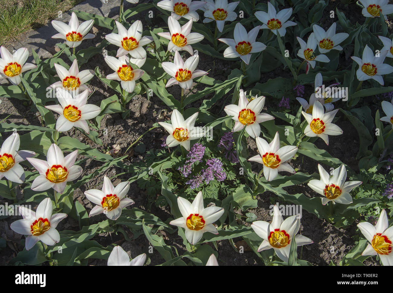 White tulips with red and yellow eye full frame in sunlit flowerbed on a spring day in Sweden. Stock Photo