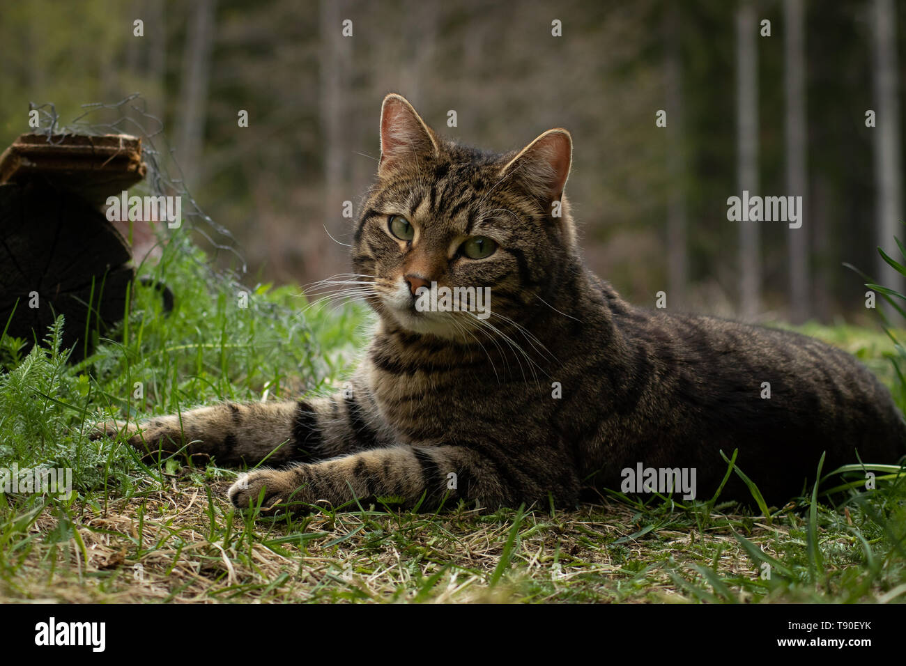 Farm cat Stock Photo
