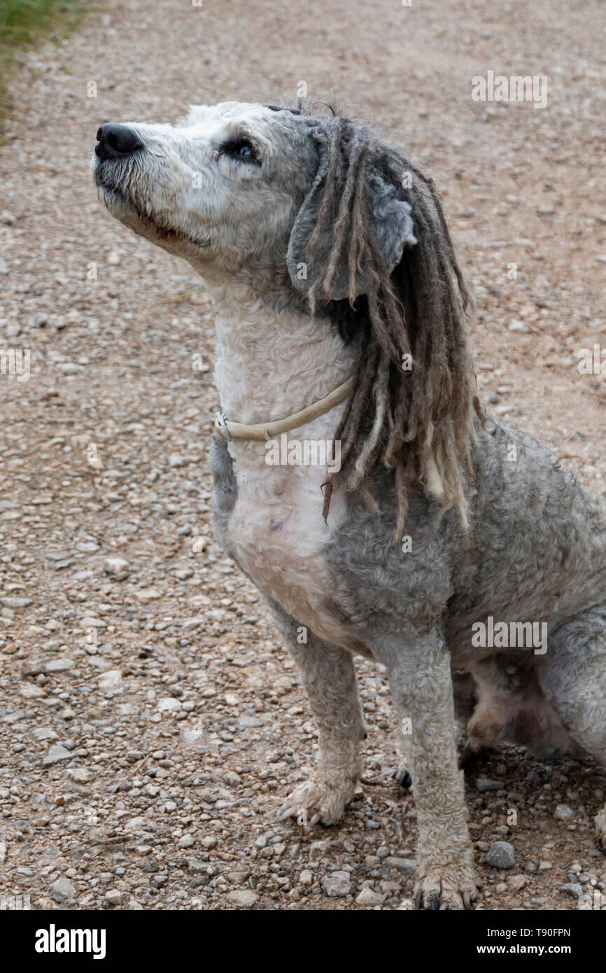 Rastafarian dog stock photography and images - Alamy