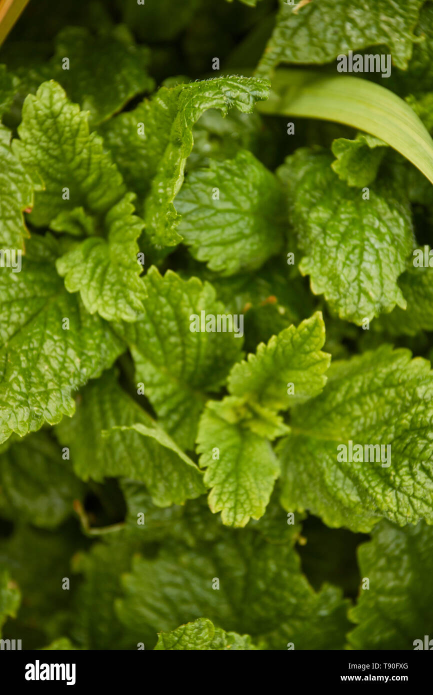 Family Lamiaceae Mint Family High Resolution Stock Photography and