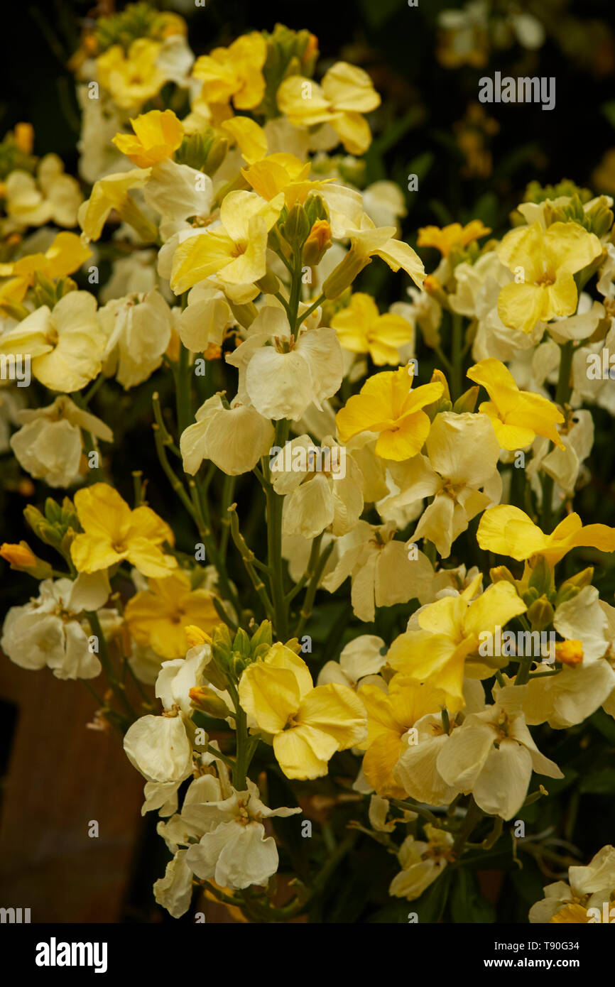 Yellow wallflowers in a london urban garden, England, United Kingdom