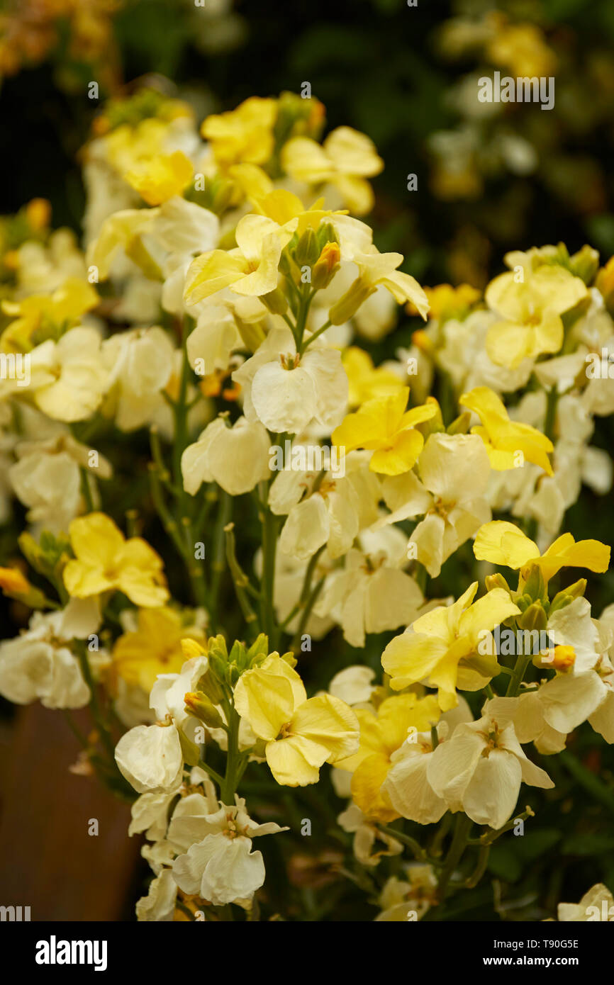 Bedding plants wallflowers hi-res stock photography and images - Alamy
