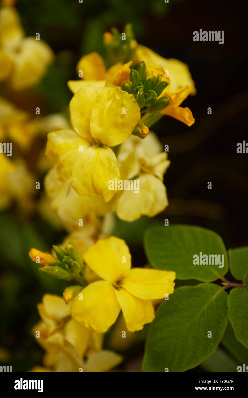 Yellow wallflowers in a london urban garden, England, United Kingdom