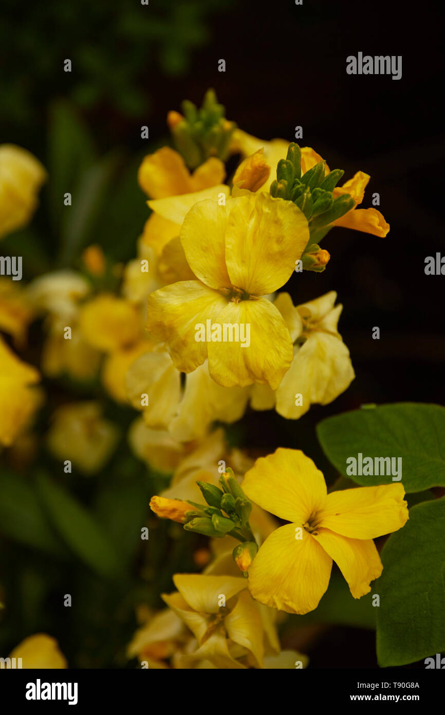 Yellow wallflowers in a london urban garden, England, United Kingdom