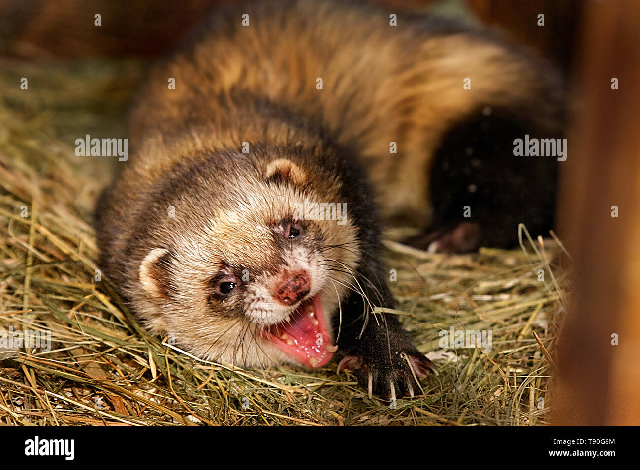 Ferret face hires stock photography and images Alamy