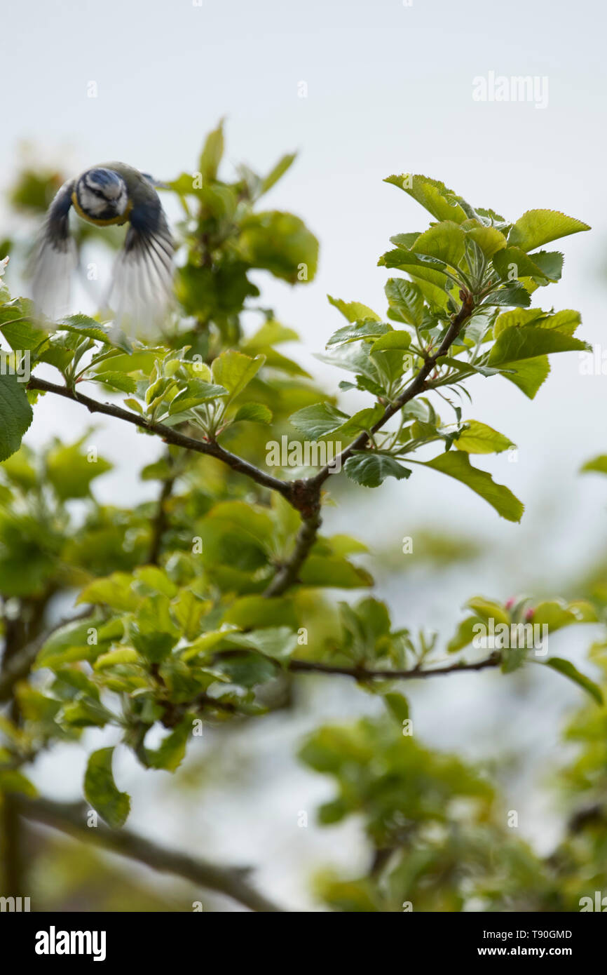 English Garden Bird Flying Through Apple Blossom In A London Urban Garden In Spring London England United Kingdom Europe Stock Photo Alamy English Garden Bird Flying Through Apple Blossom In A London Urban Garden In Spring London England United Kingdom Europe Stock Photo Alamy