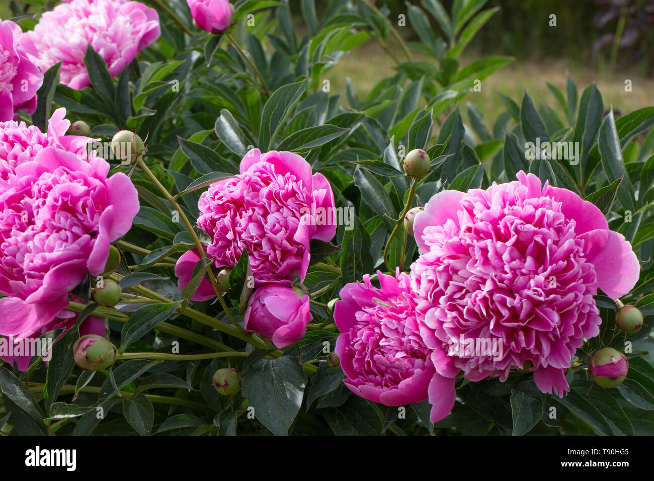 Pink flower buds peonies in garden with green Stock Photo - Alamy
