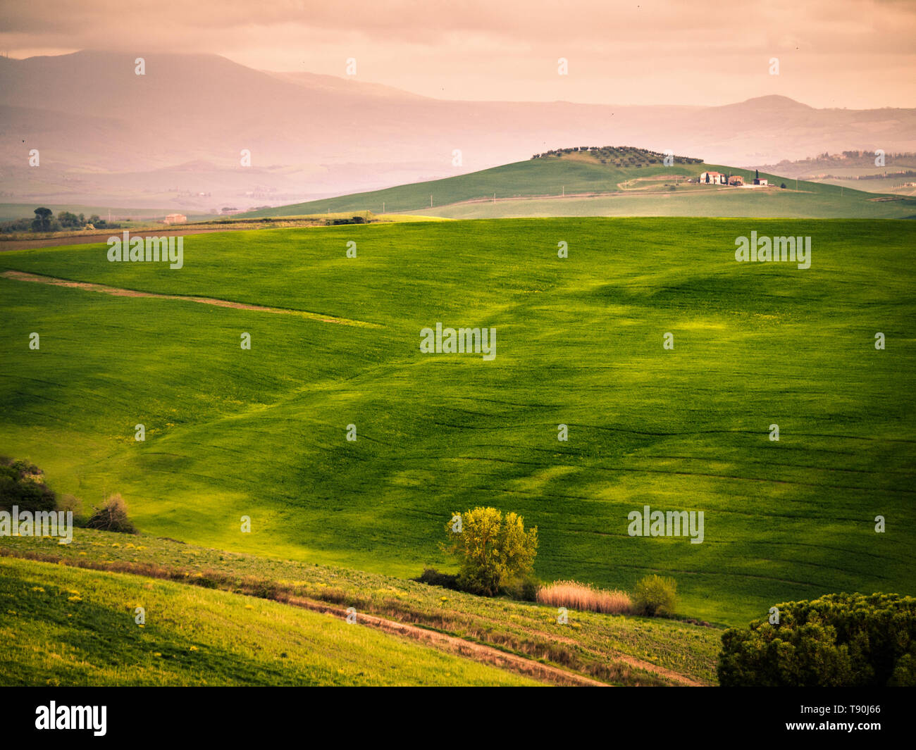 Landscape at sunset. Sinuous gorgeous green hills at dusk. Stock Photo