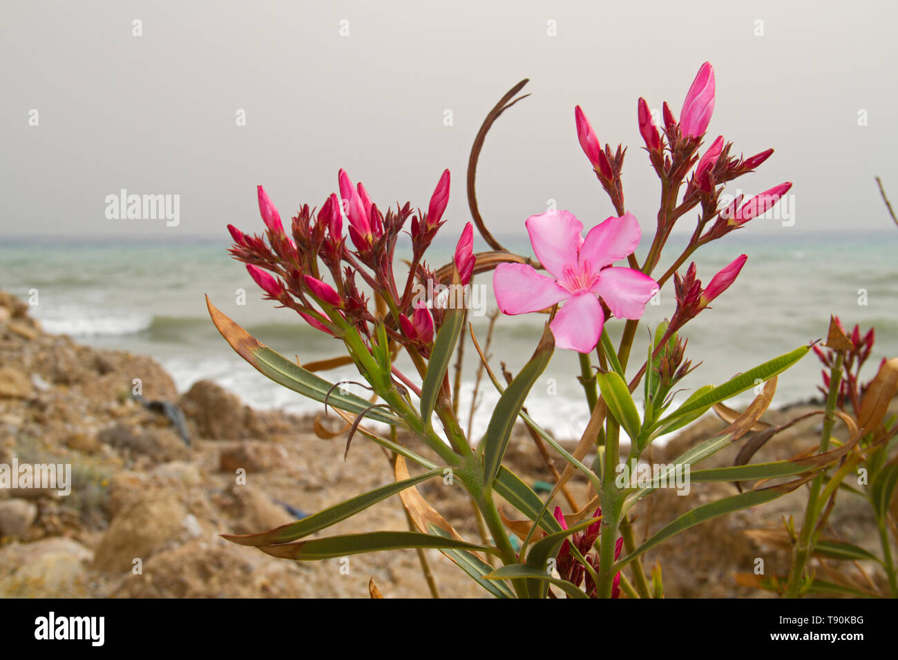 Close-up of the flower of Nerium Oleander, in the background the Mediterranean sea Stock Photo