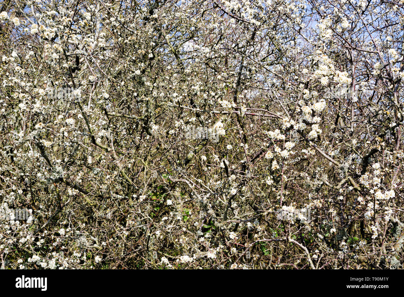 Background of the bushes of blooming blackthorn Stock Photo