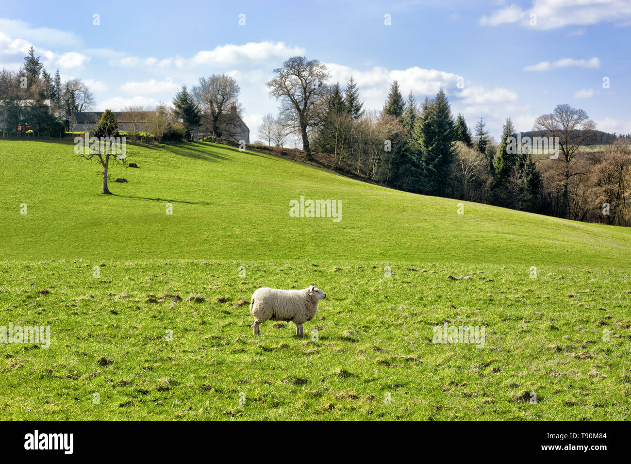 Scottish farmland in springtime, pasture and sheep Stock Photo