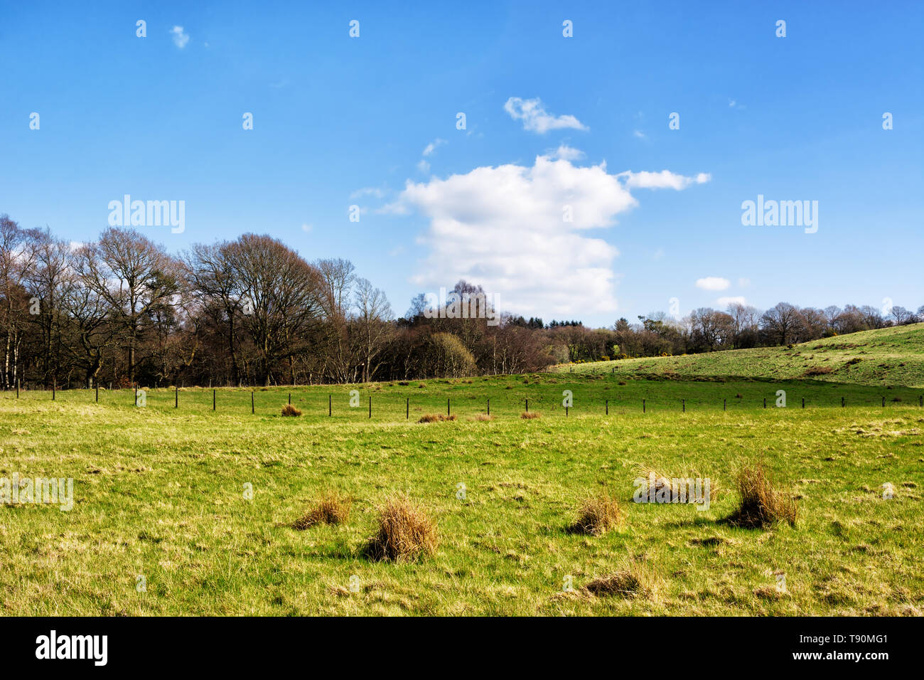 Typical Scottish countryside in springtime, field and woodlands Stock Photo