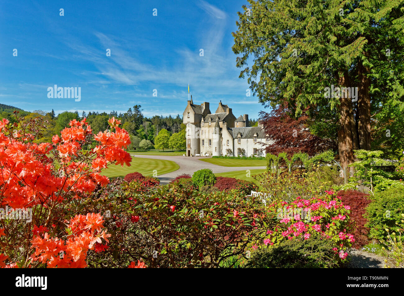 BALLINDALLOCH CASTLE BANFFSHIRE SCOTLAND THE  GARDENS IN SPRINGTIME WITH COLOURFUL AZALEAS AND RHODODENDRONS Stock Photo