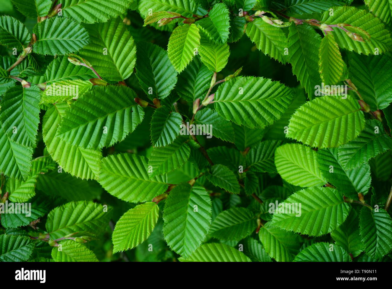 Green leaves of a Hornbeam tree. Stock Photo