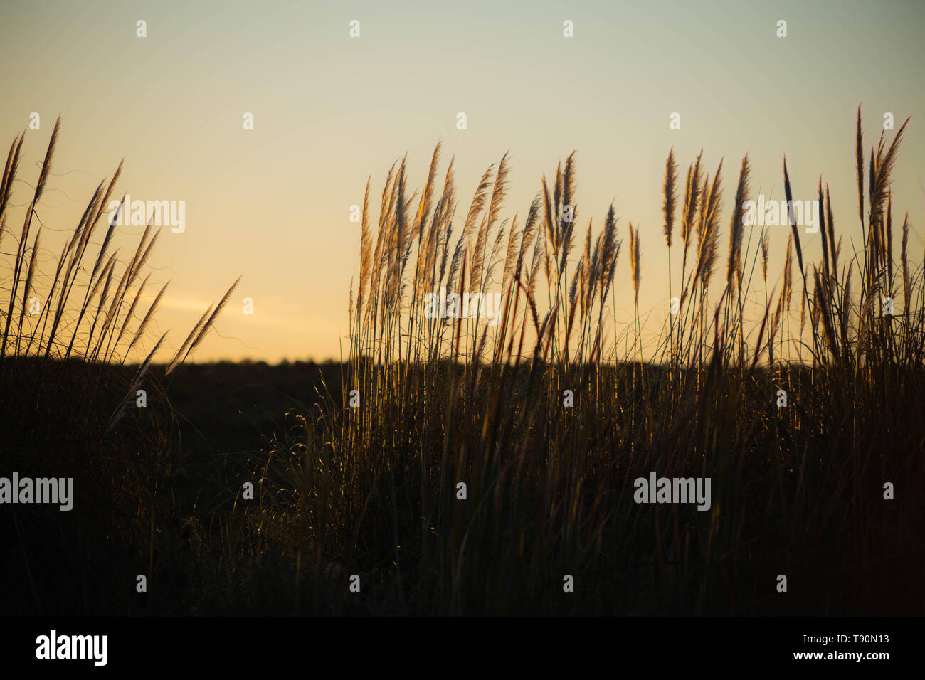 Wheat in the sunset. Silhouette of grain at dawn. Stock Photo