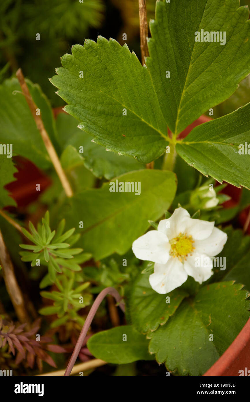Strawberry plants display hi-res stock photography and images - Alamy