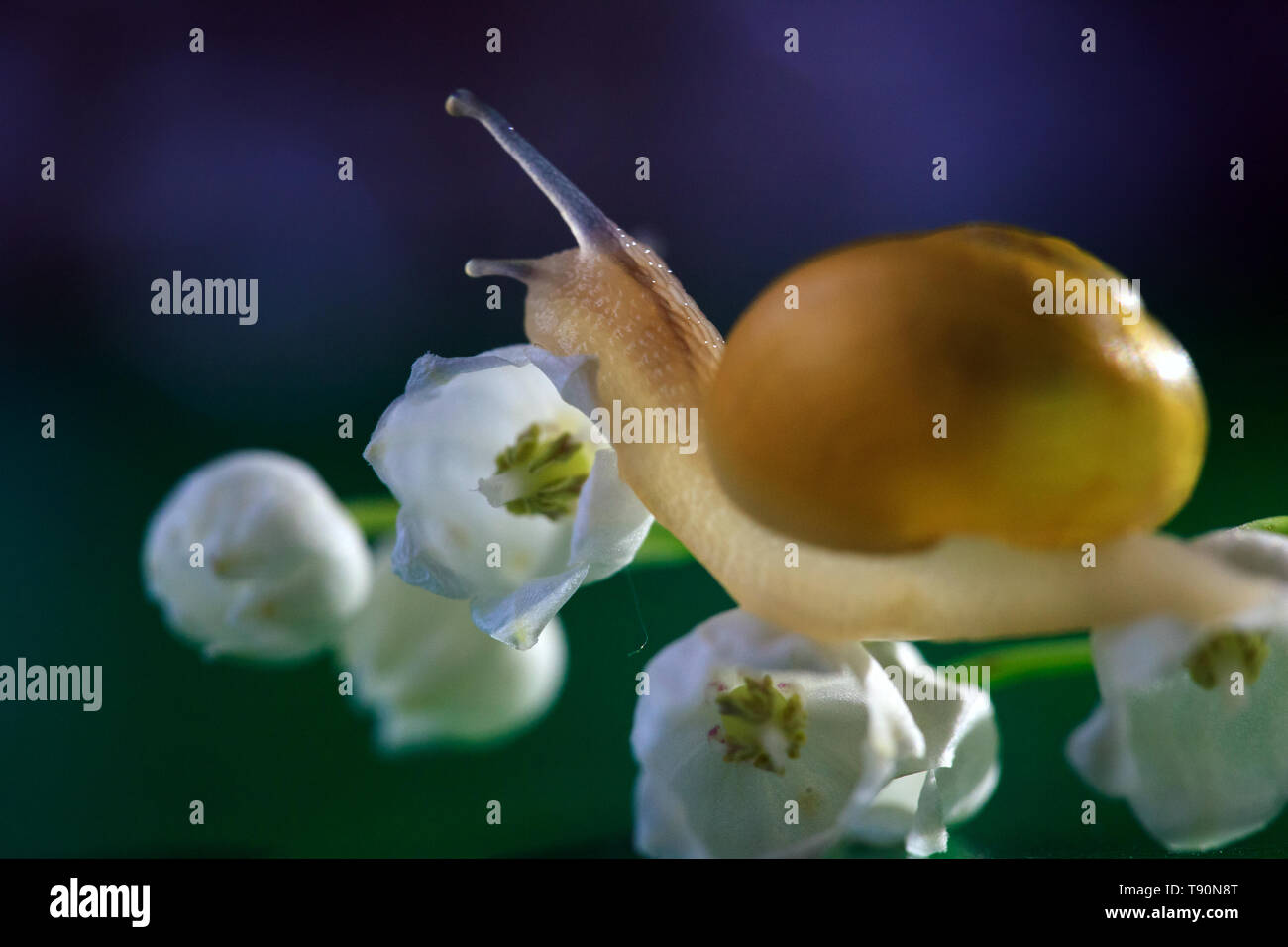Little snail with lily of the valley. Convallaria majalis L. Close-up macro side view Stock Photo