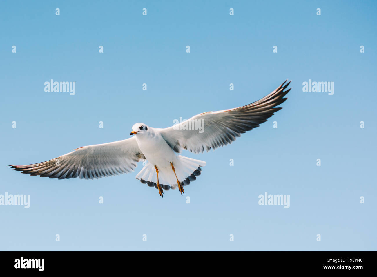Single seagull flying in a sky as a background Stock Photo - Alamy