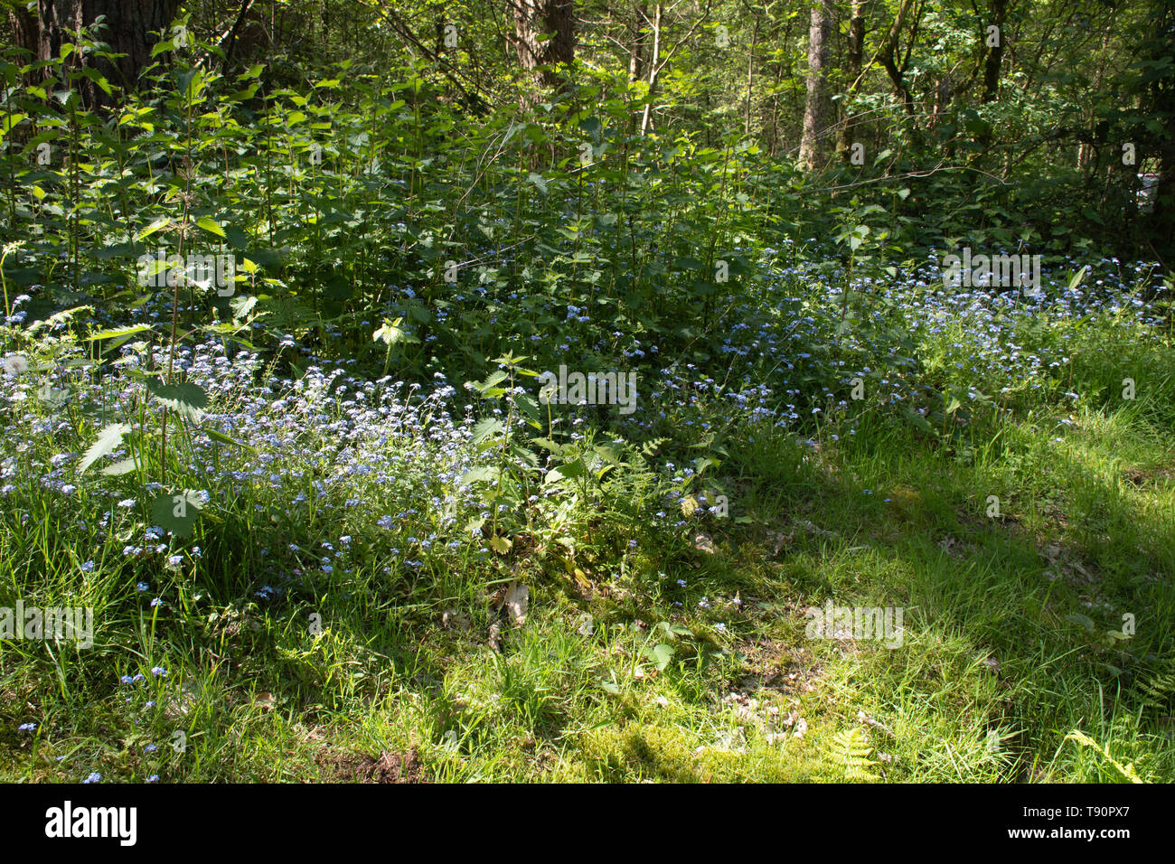 Wood forget-me-nots (Myosotis sylvatica), blue wildflowers growing along a woodland ride in ancient woodland at Black Down, West  Sussex, UK Stock Photo