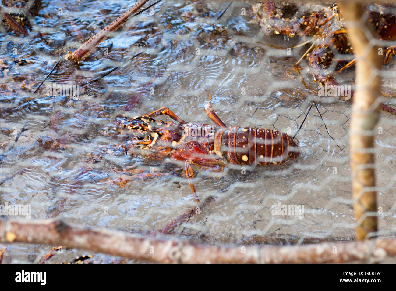 Live lobster in a Jamaican style lobster trap Stock Photo Alamy