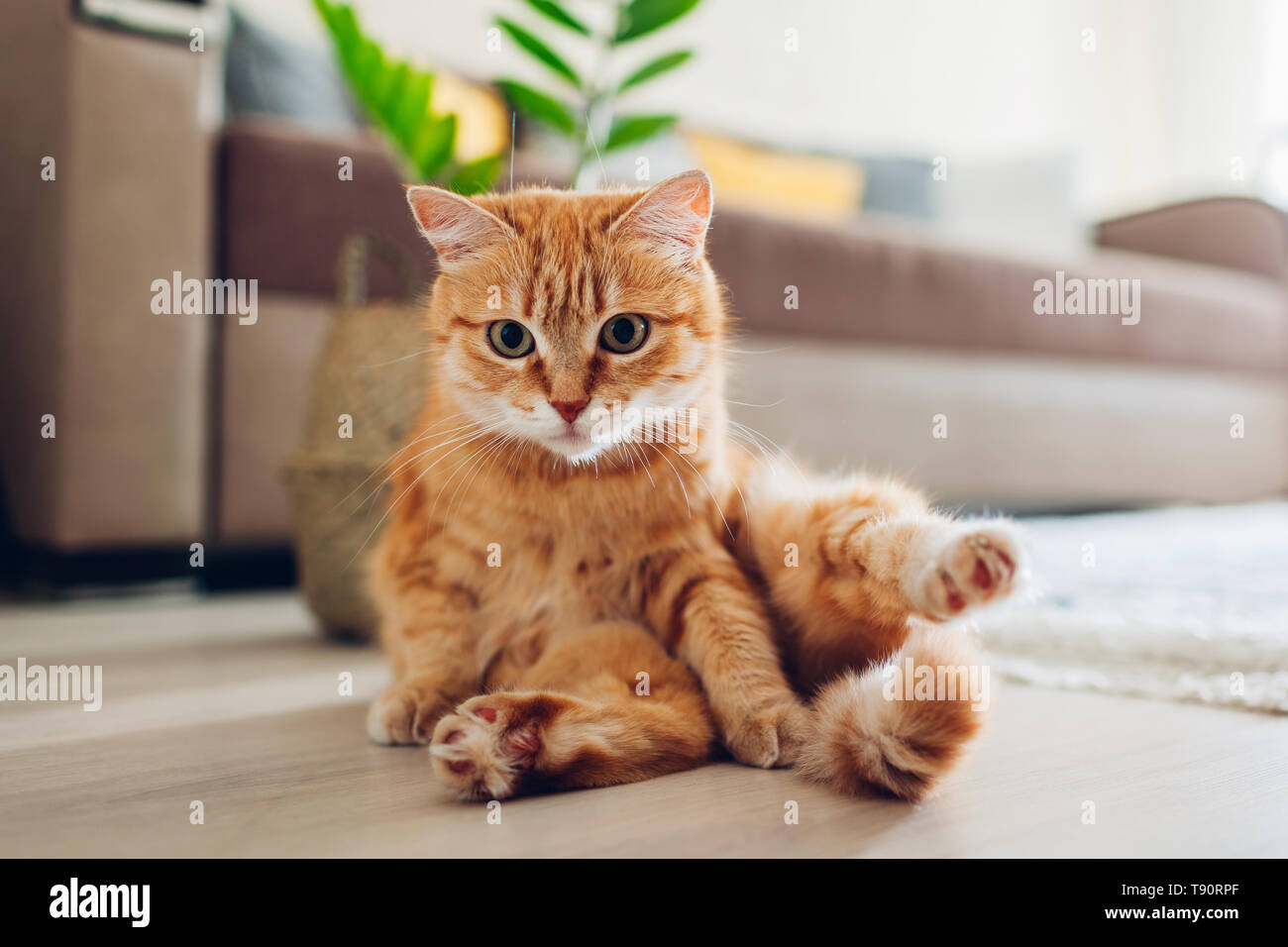 Zz plants hi-res stock photography and images - Alamy