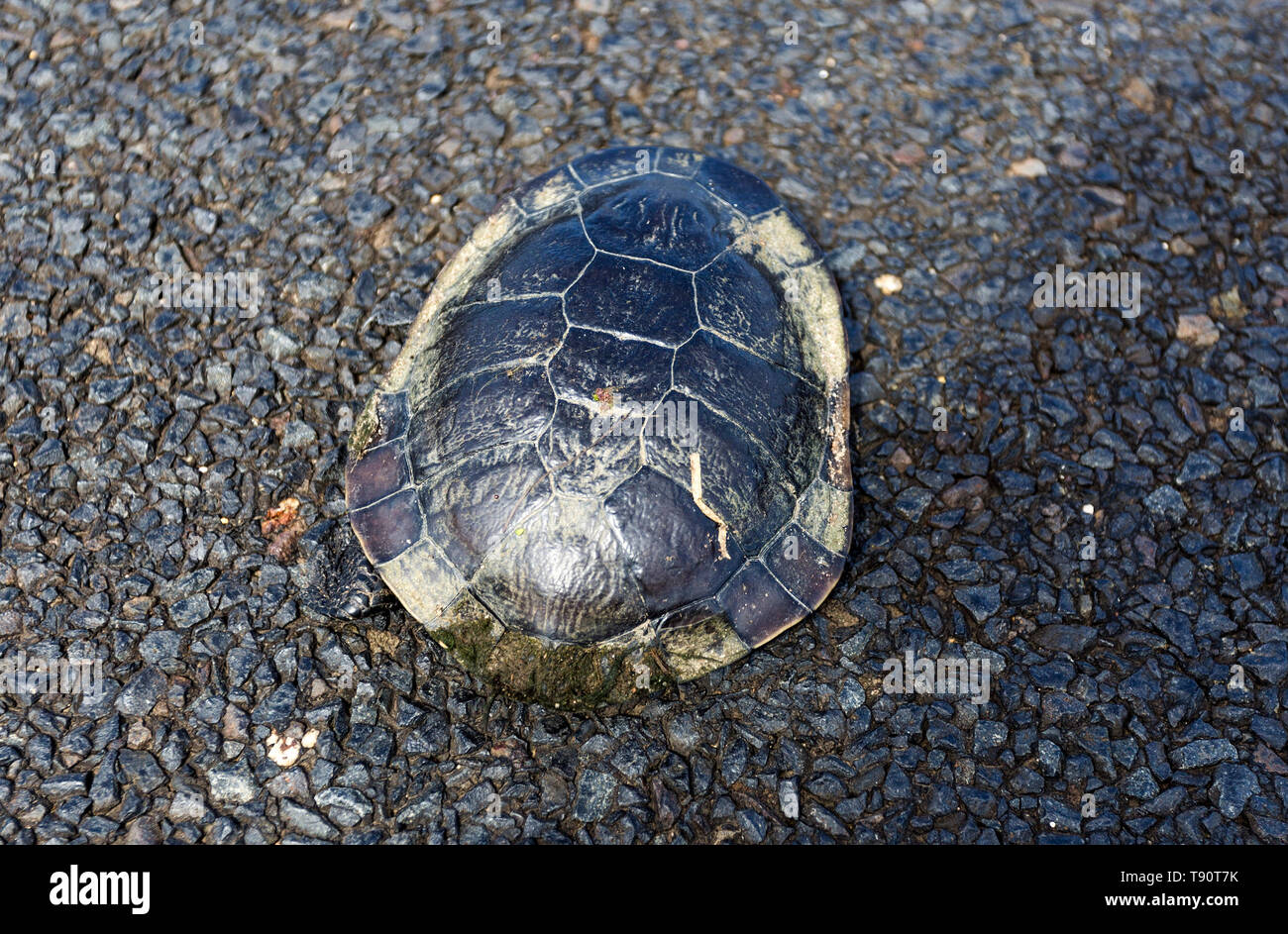 Top view of a freshwater Common Snake-necked Turtle specimen, Chelodina longicollis, found in the middle of the road near Armidale, NSW, Australia Stock Photo