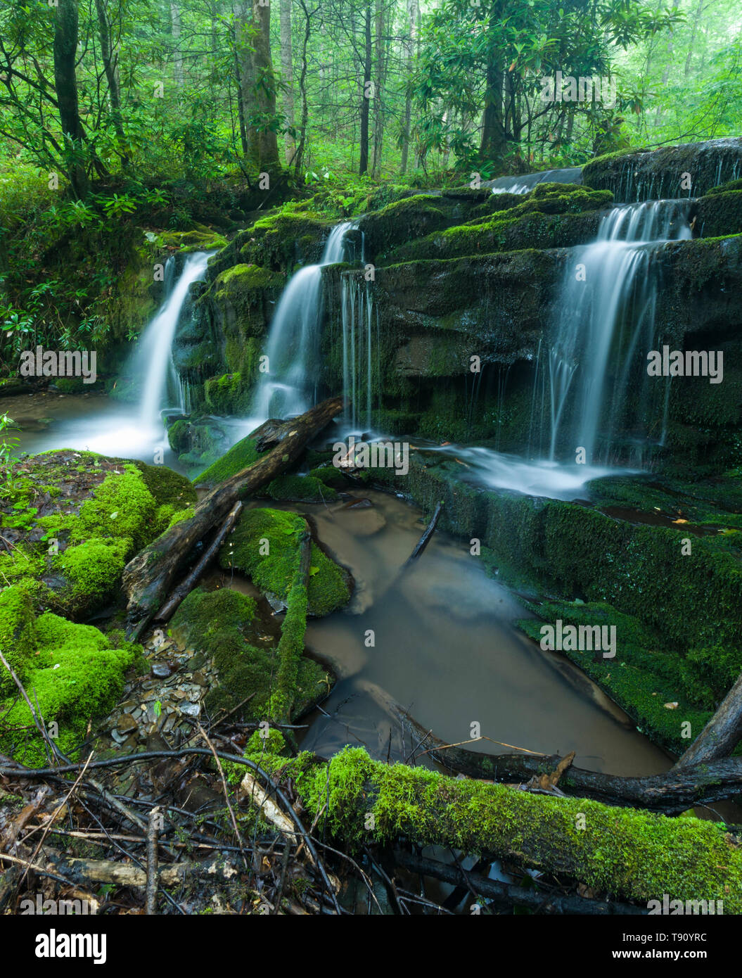 Stream & Waterfalls in Greenbrier in Great Smoky Mountains National