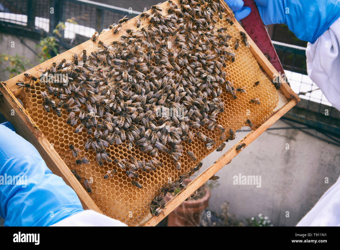 Urban Bee-keeping Stock Photo