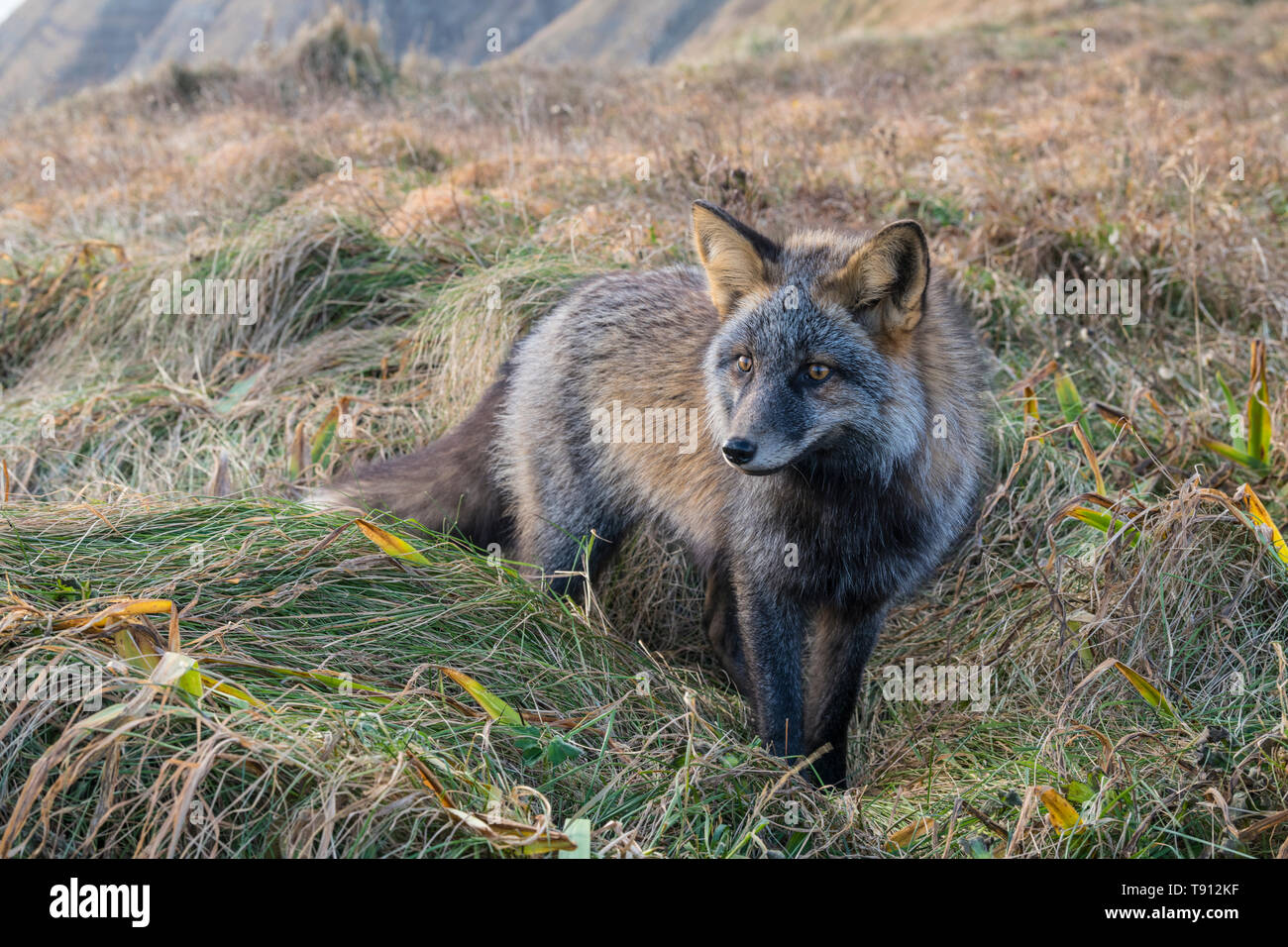 Full body like hi-res stock photography and images - Alamy