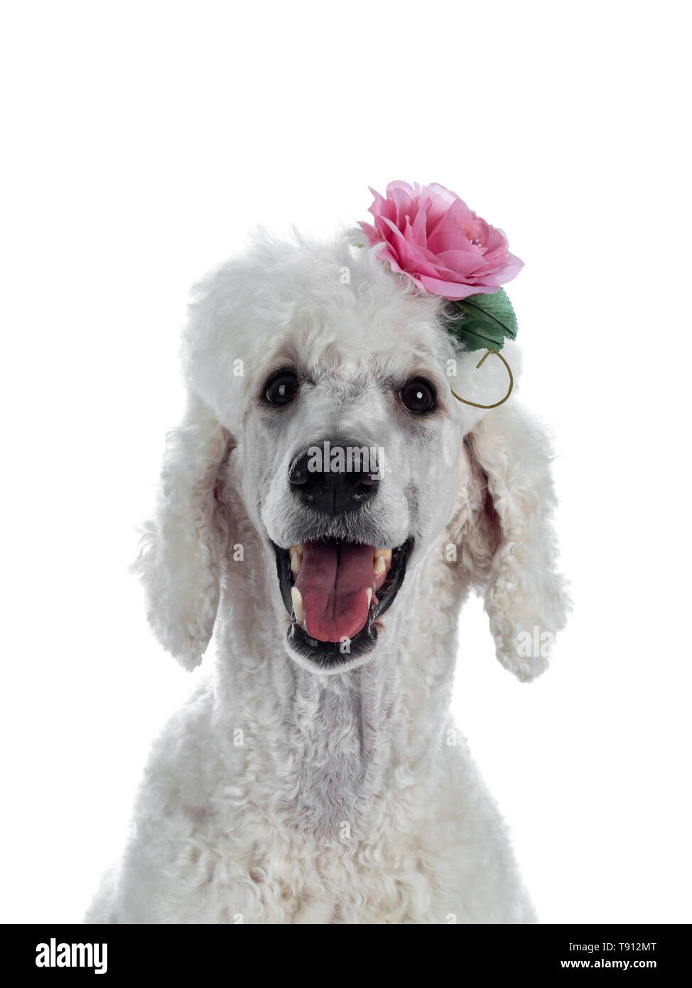 Bichon Frise Dog Ears /& Tail Dress Up Fancy Dress Luxury White Fur With Pink Bow