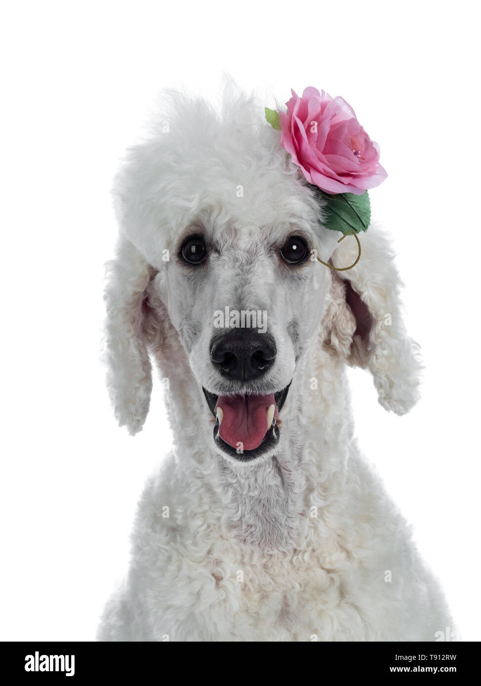 dressed up poodle