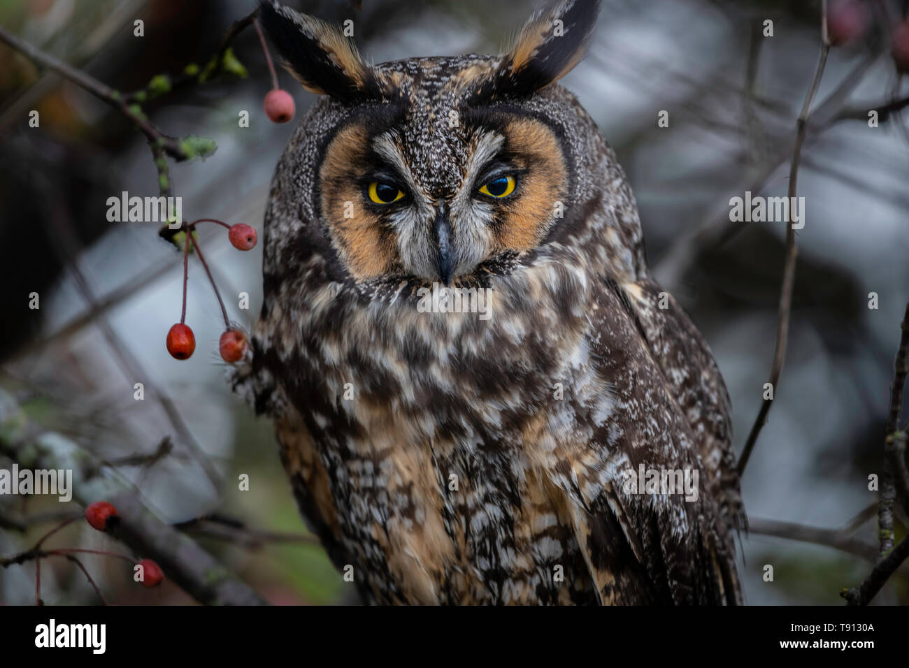 The long-eared owl (Asio otus), also known as the northern long-eared owl, is a species of owl which breeds in Europe, Asia, and North America Stock Photo