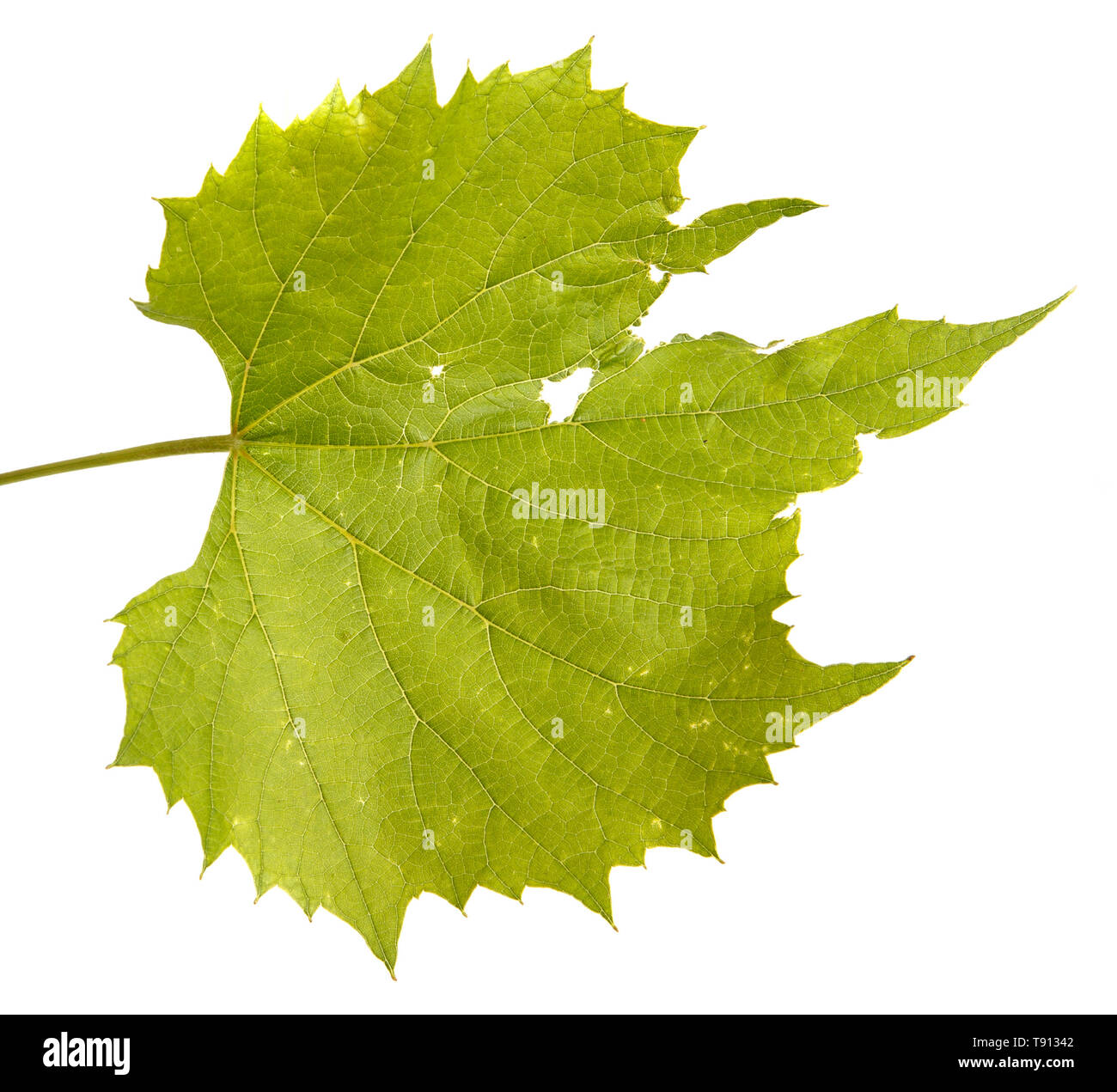 Grape leaves on the vine. Isolated on white Stock Photo - Alamy