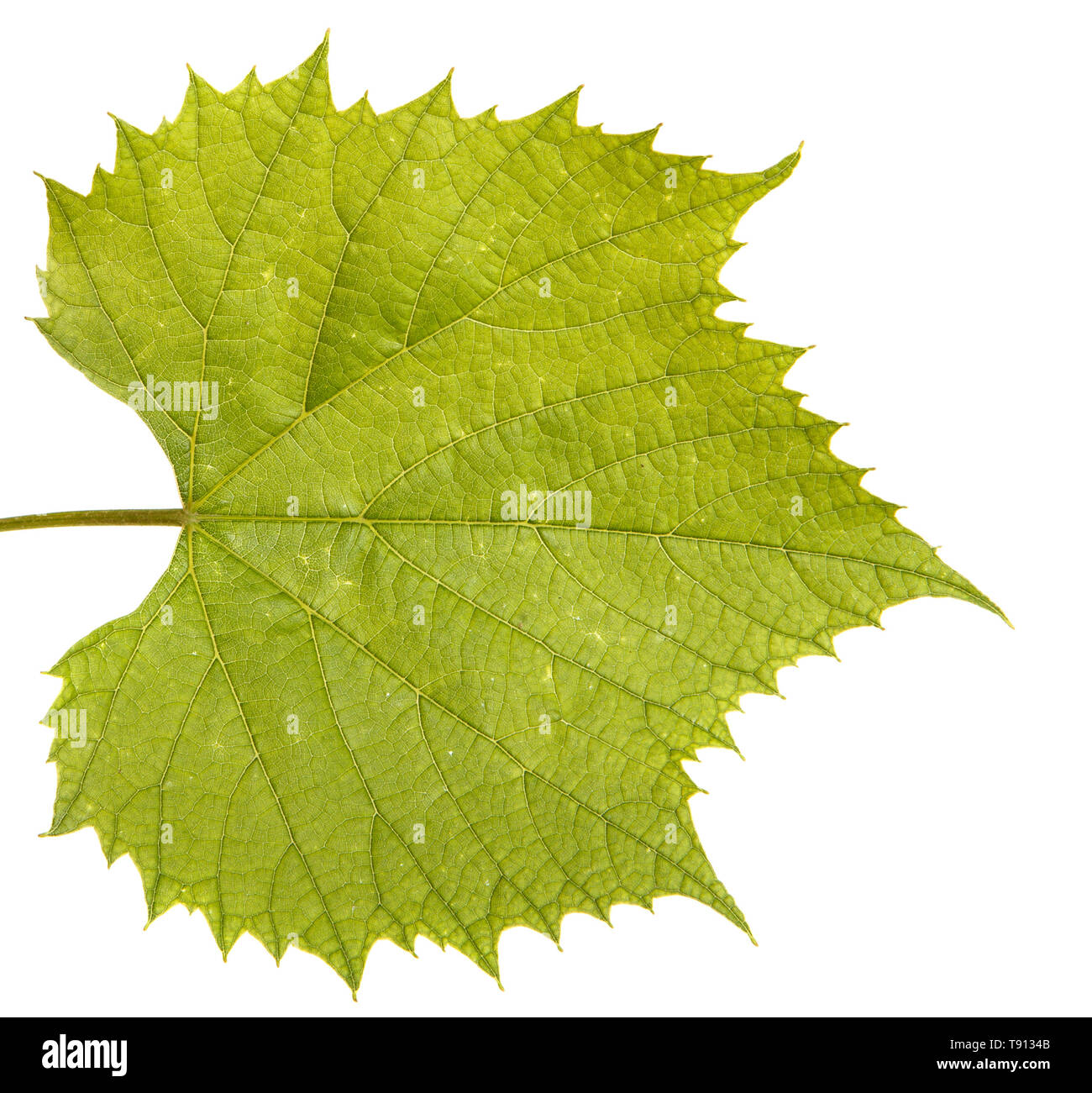 Grape leaves on the vine. Isolated on white Stock Photo Alamy