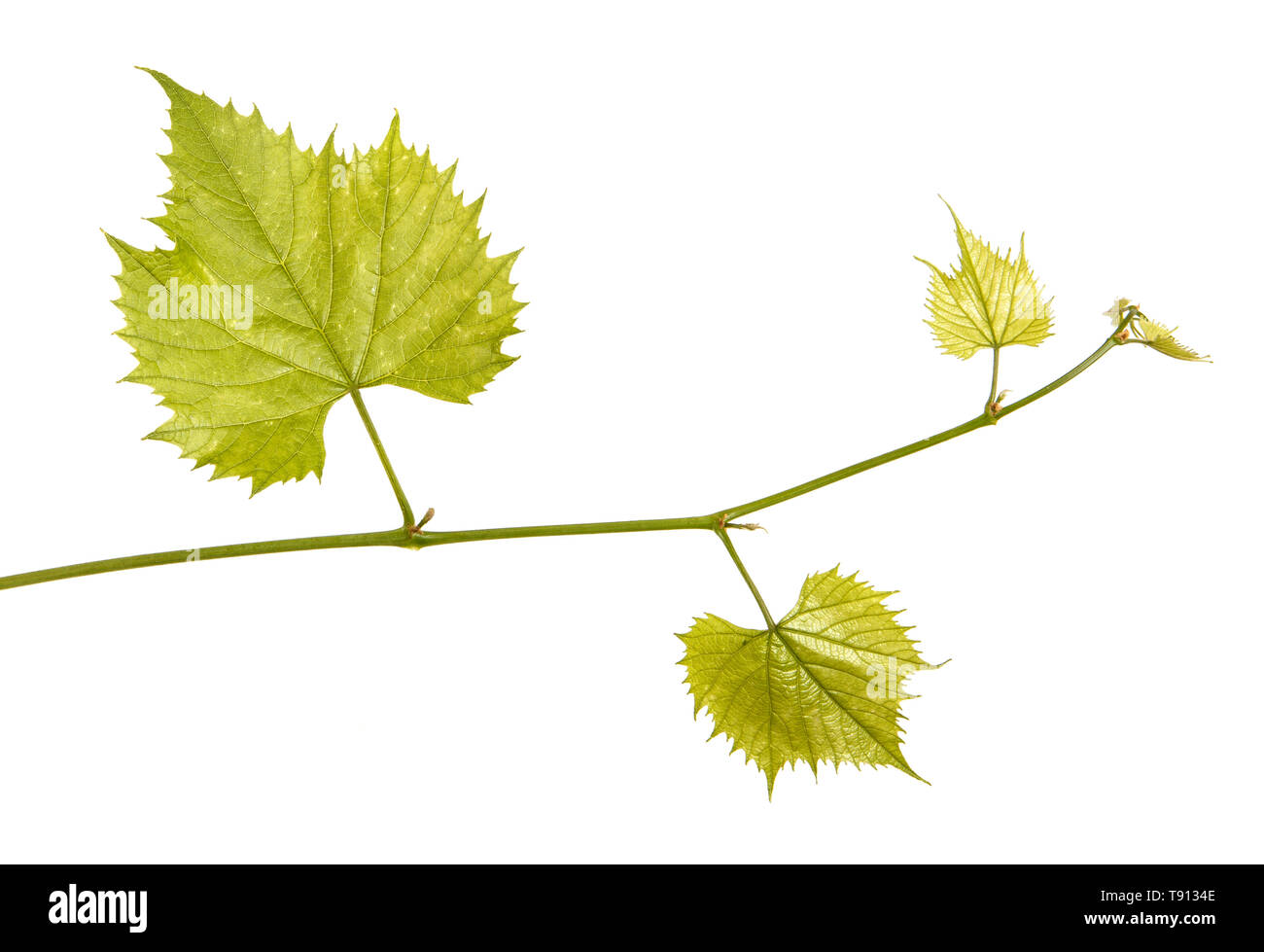 Grape leaves on the vine. Isolated on white Stock Photo Alamy
