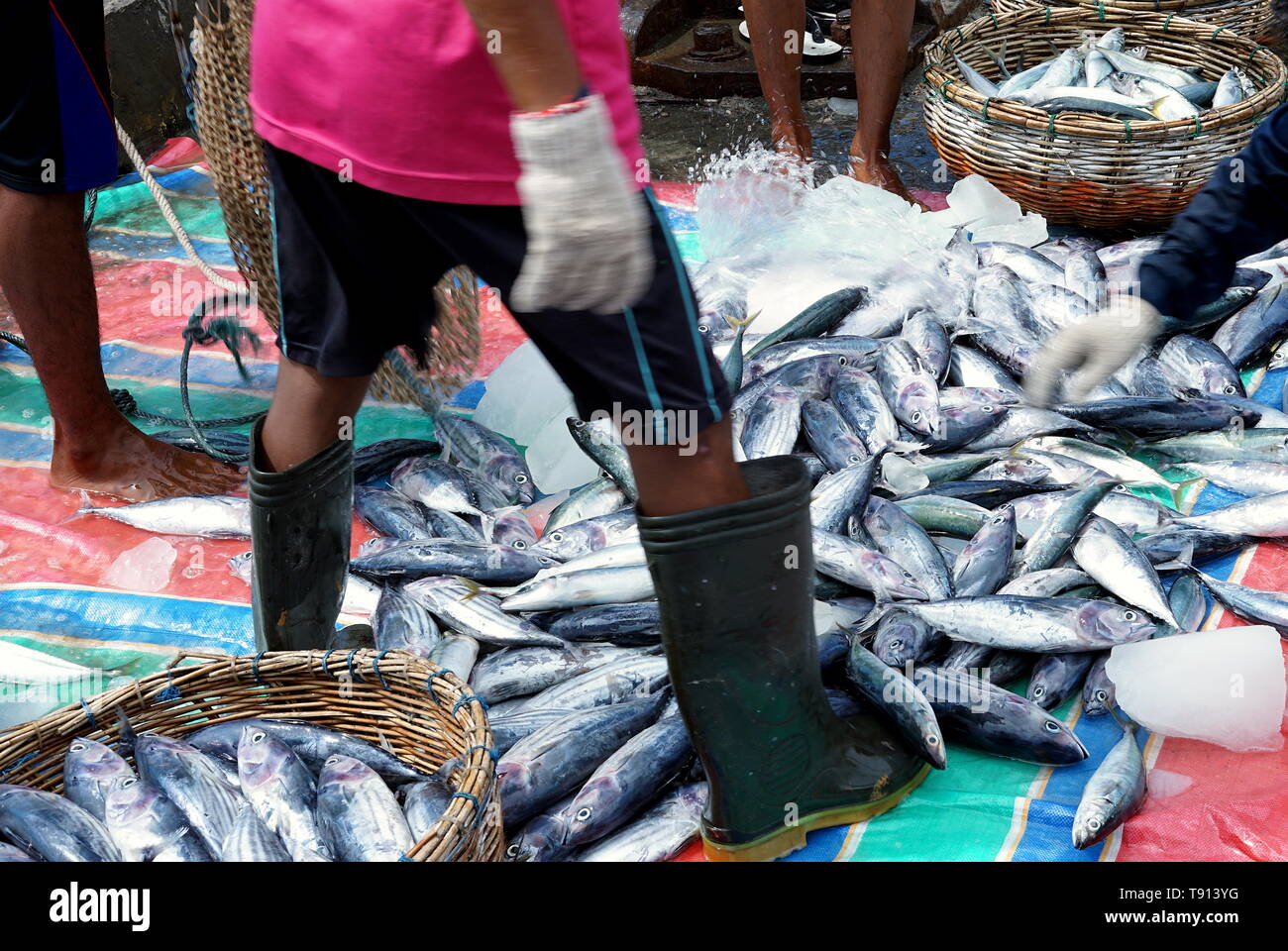 Fisherman unloading Fresh Catch of fish from the boat Stock Photo Alamy