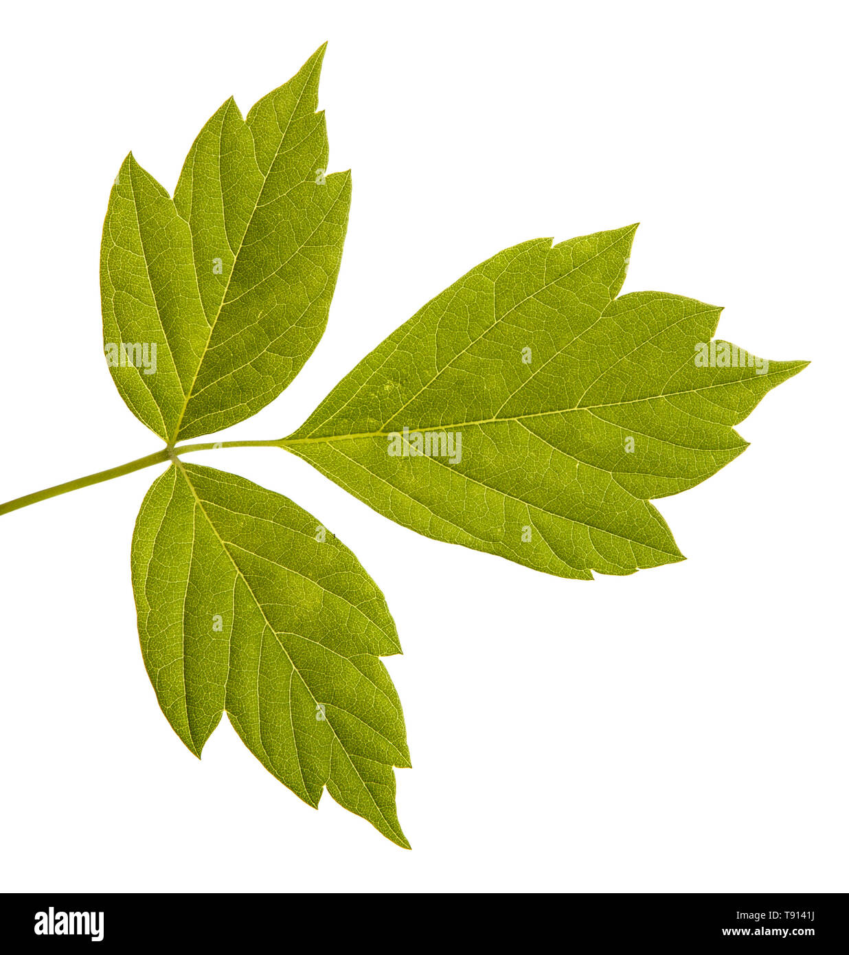 Maple branches with green leaves. Isolated on white Stock Photo - Alamy
