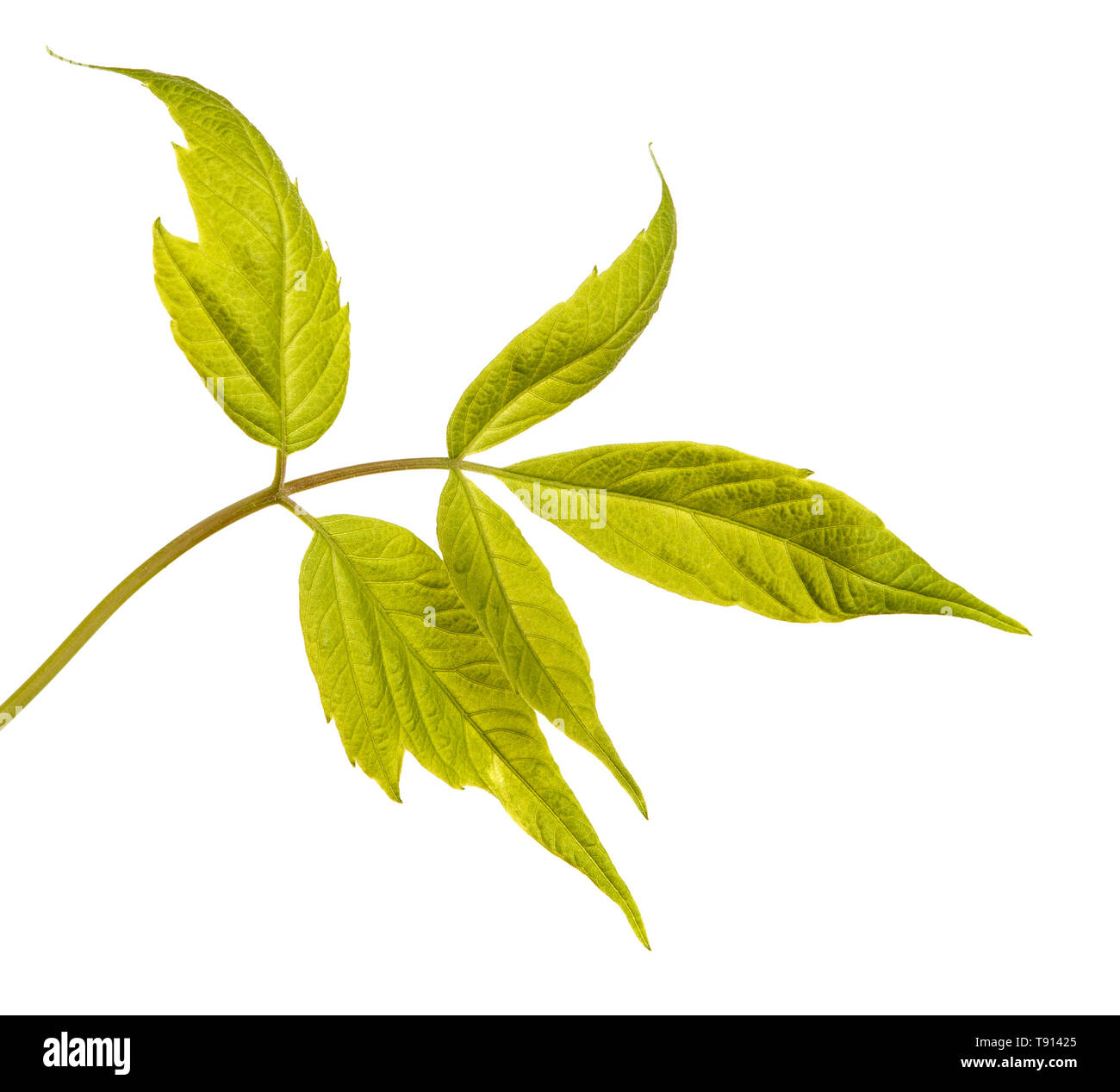 Maple branches with green leaves. Isolated on white Stock Photo - Alamy