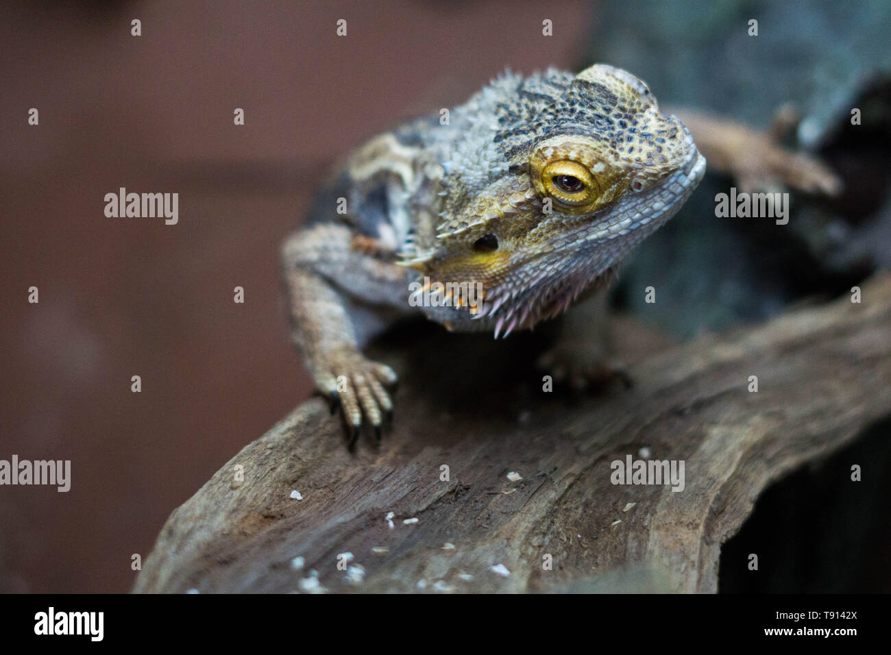 bearded dragon climbing upwards Stock Photo Alamy