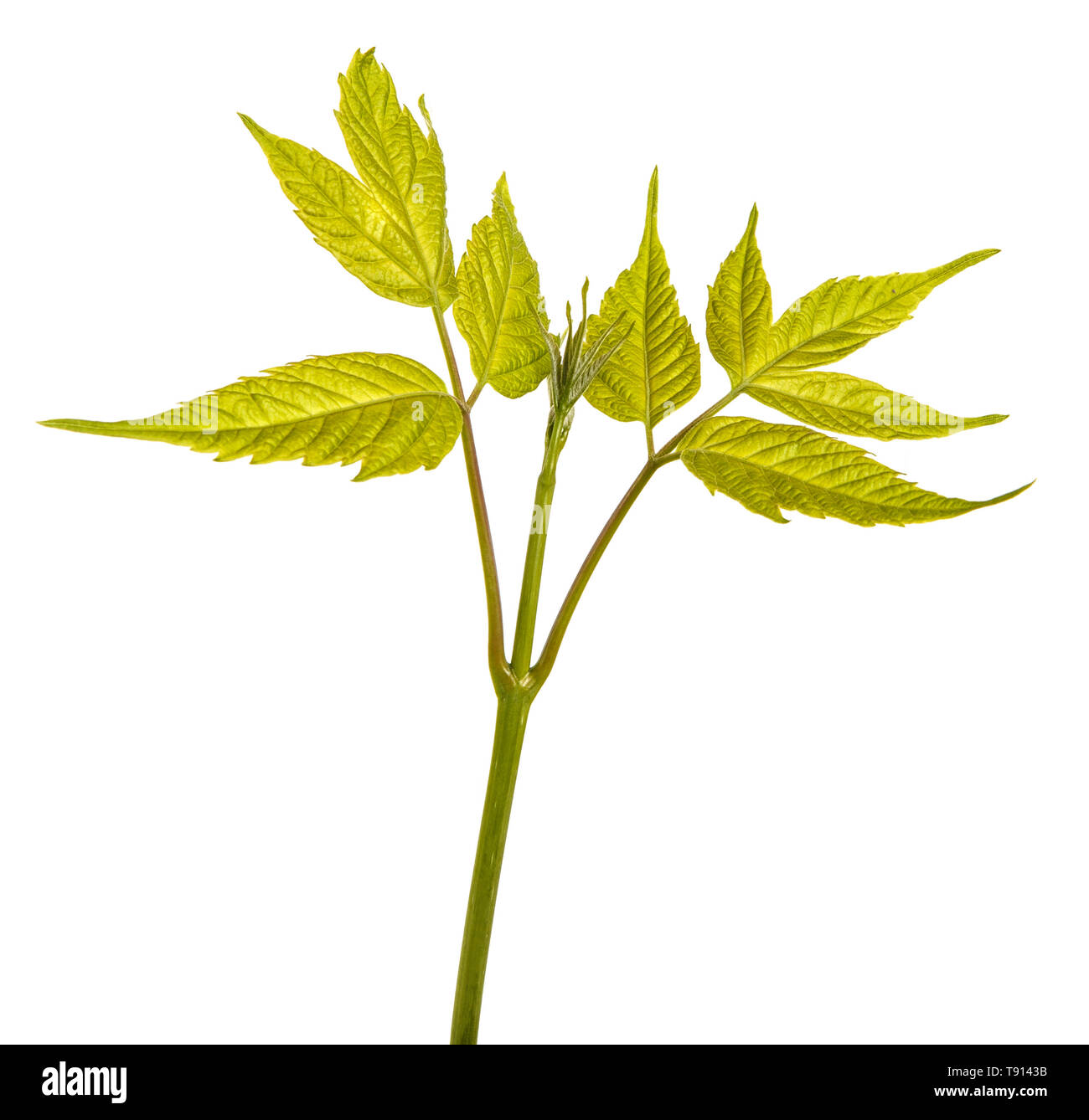 Maple branches with green leaves. Isolated on white Stock Photo - Alamy