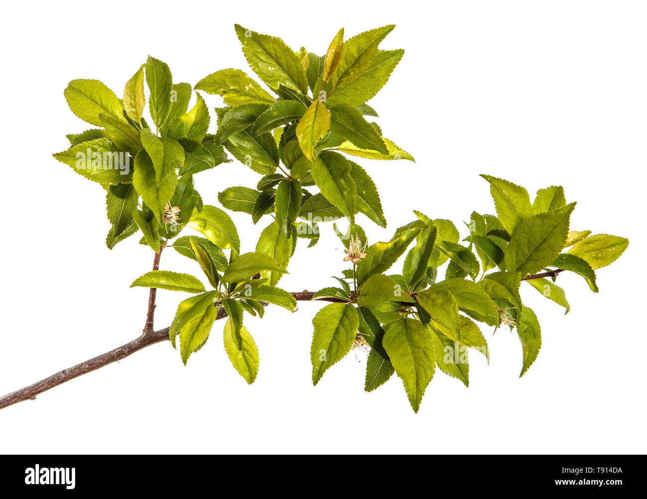 branch of a plum tree. Isolated on white Stock Photo Alamy