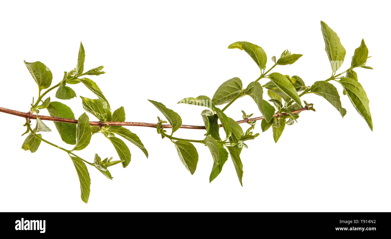 Branch of a jasmine bush with green leaves. Isolated on white Stock