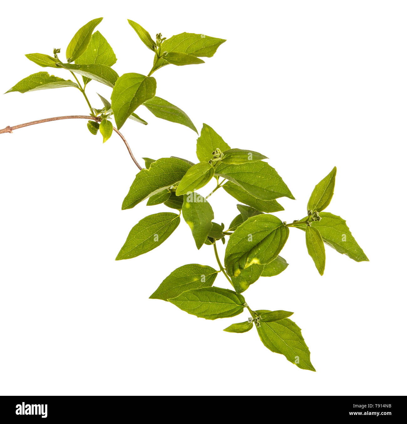 Branch of a jasmine bush with green leaves. Isolated on white Stock