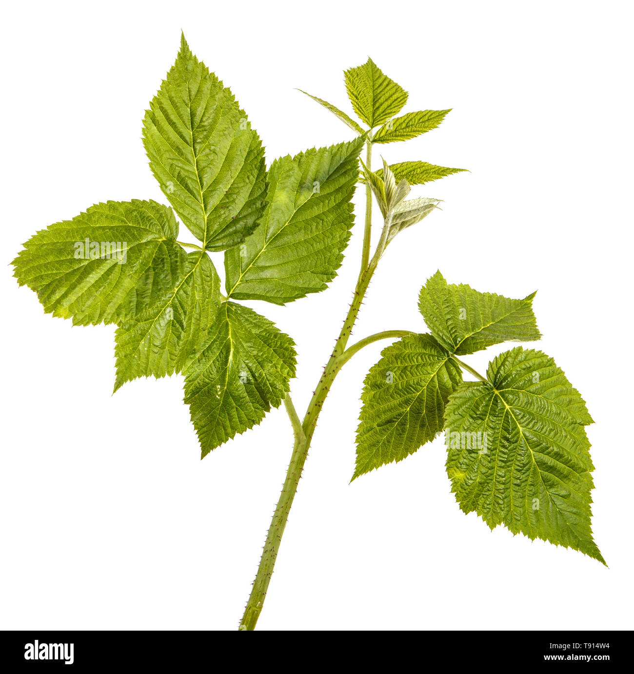 Young green raspberry sprout with green leaves. Isolated on white Stock Photo