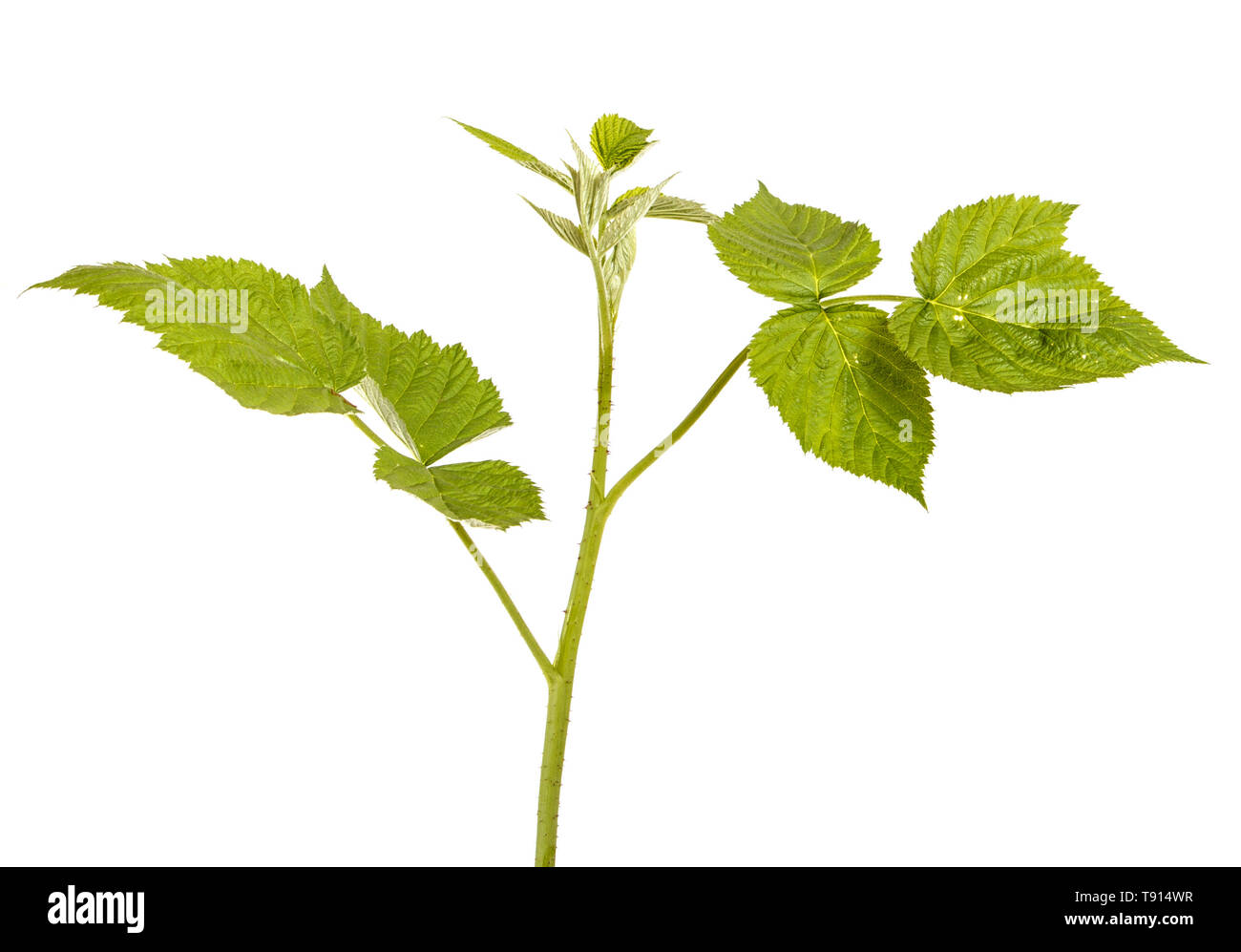 Young green raspberry sprout with green leaves. Isolated on white Stock Photo