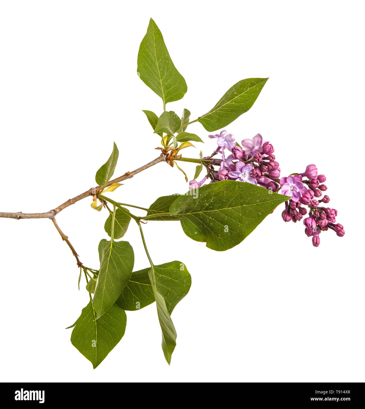 Blooming lilac flowers. Isolated on white Stock Photo Alamy