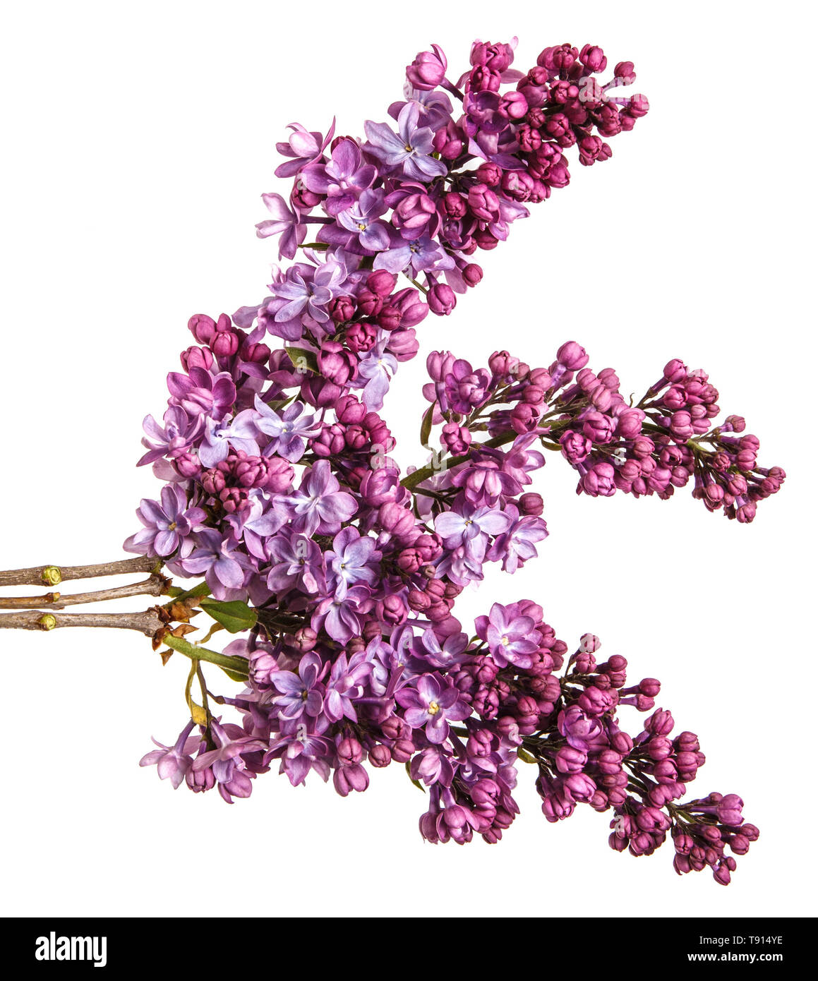 Blooming lilac flowers. Isolated on white Stock Photo Alamy